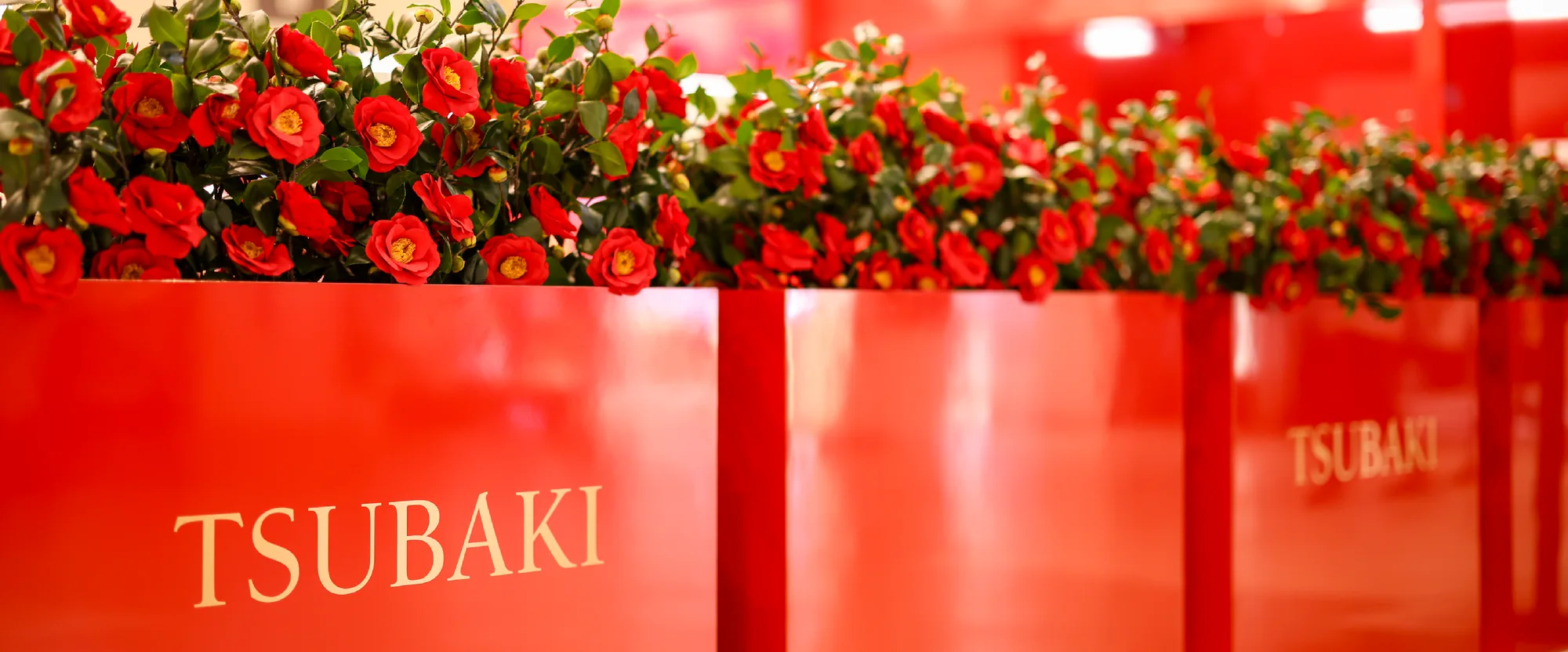 A hedge of camellias along the red TSUBAKI counters